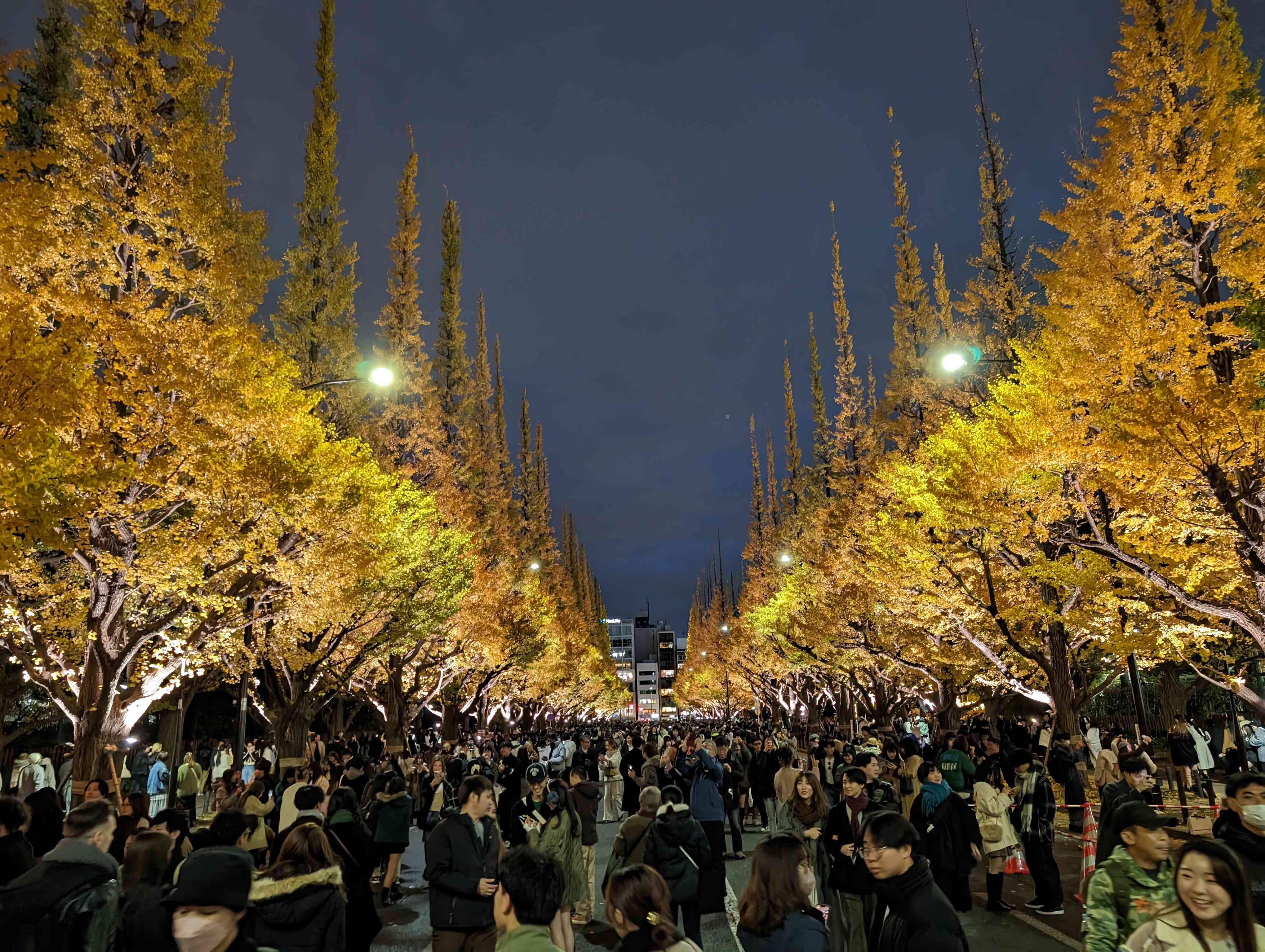 🍂 히키하라 고개 은행나무(引原峠銀杏) 이미지 4